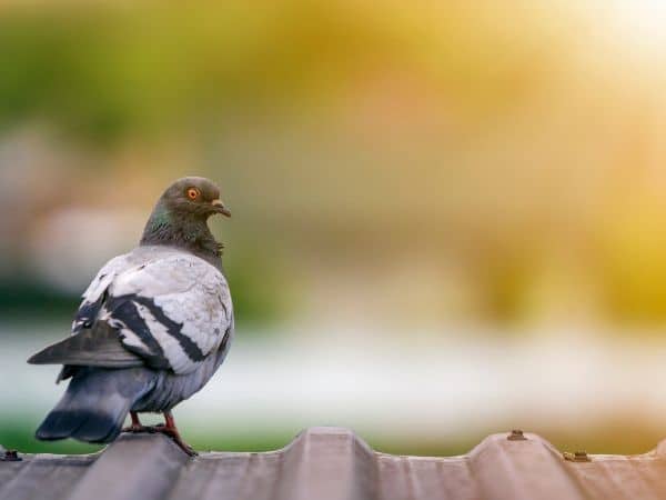servizio di pulizia guano